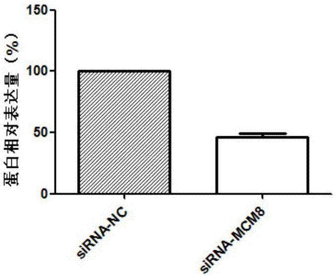 Application of MCM8 as gastric adenocarcinoma metastasis marker