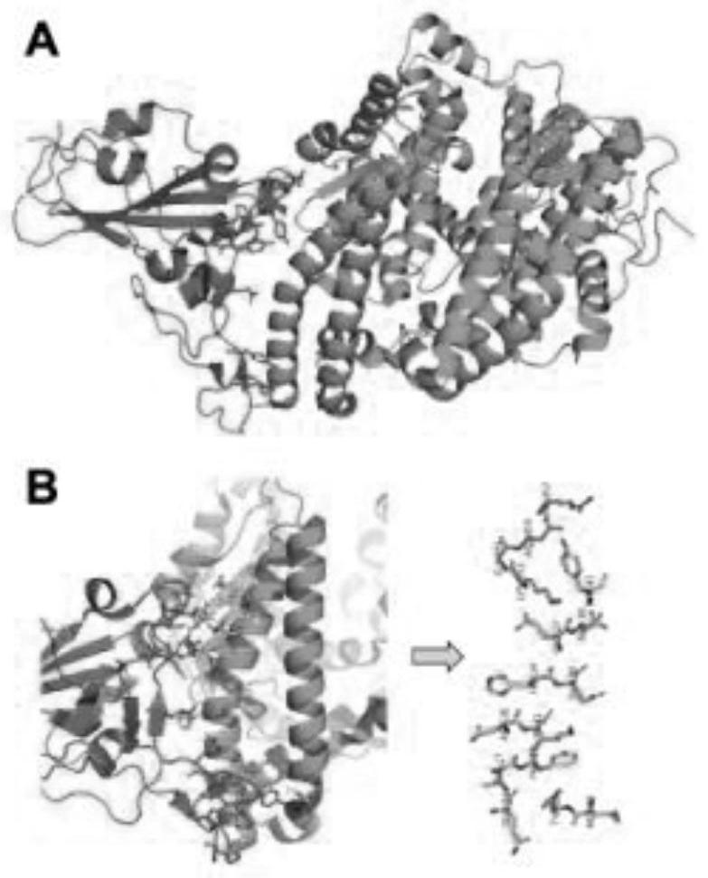 Human angiotensin converting enzyme 2-based affinity polypeptide for severe acute respiratory syndrome coronavirus 2