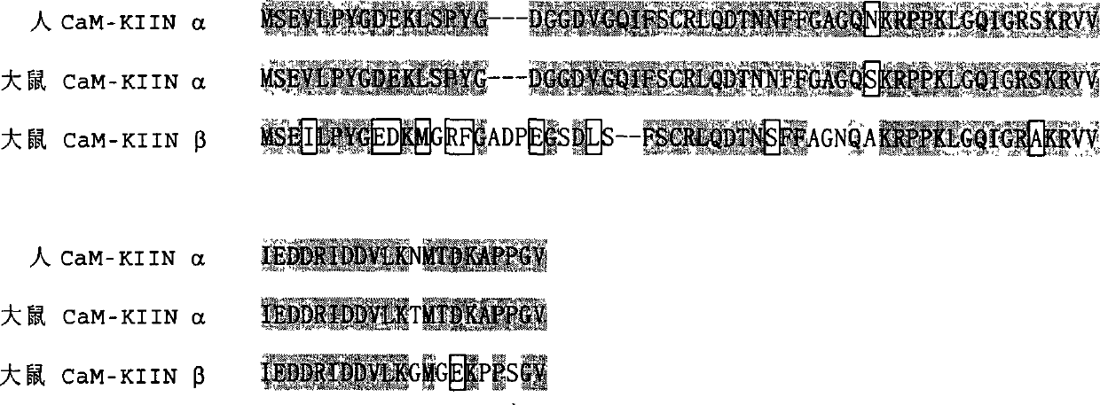 Human calcium ion / calmodulin deopendent protein kinase II inhibitory protein alpha, its coded sequence and use