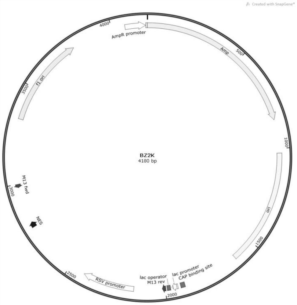 Method for detecting purity of superhelix structure of lentivirus packaging system helper plasmid