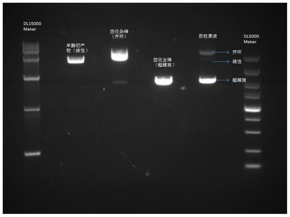 Method for detecting purity of superhelix structure of lentivirus packaging system helper plasmid