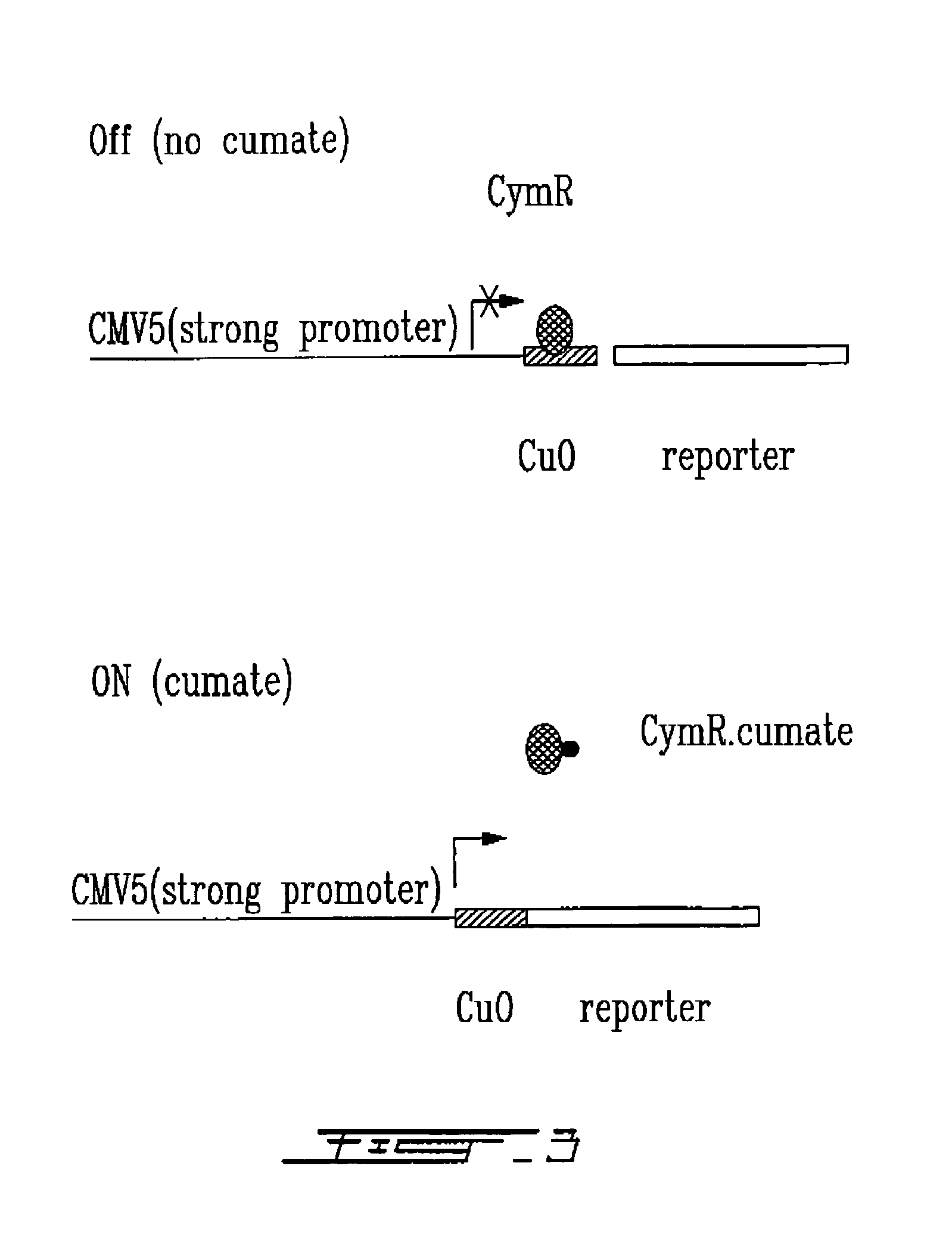 Cumate-inducible expression system for eukaryotic cells