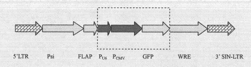 Method for inducing bovine induced pluripotent stem cells