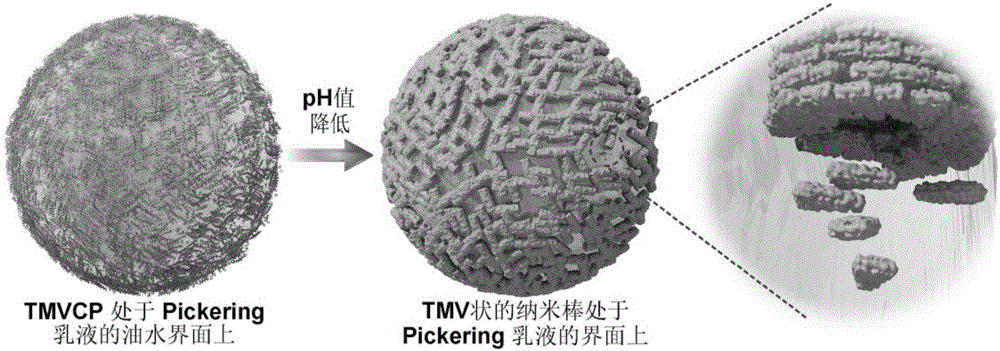 Method for preparing tobacco mosaic virus capsid protein capsule