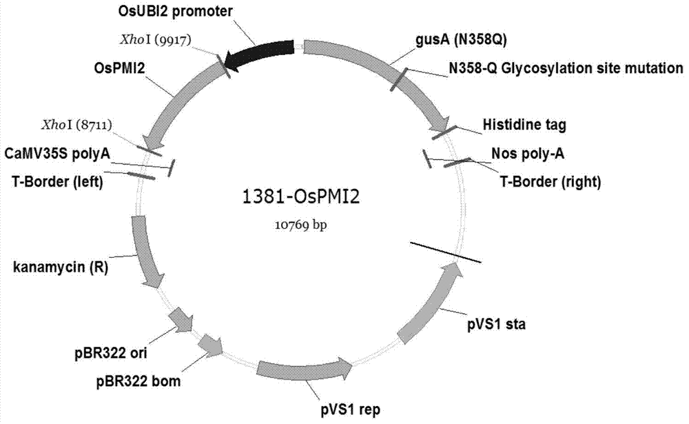 Phosphate mannose isomerase (PMI) gene OsPMI2 originating from oryza sativa and application thereof