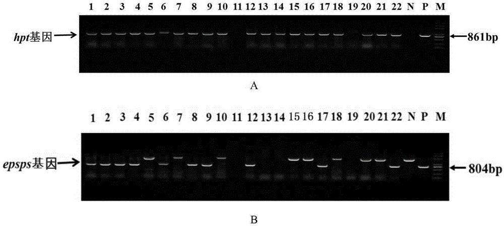 Method for culturing selectable-marker-free herbicide-resistant transgenic plant and carrier special for method