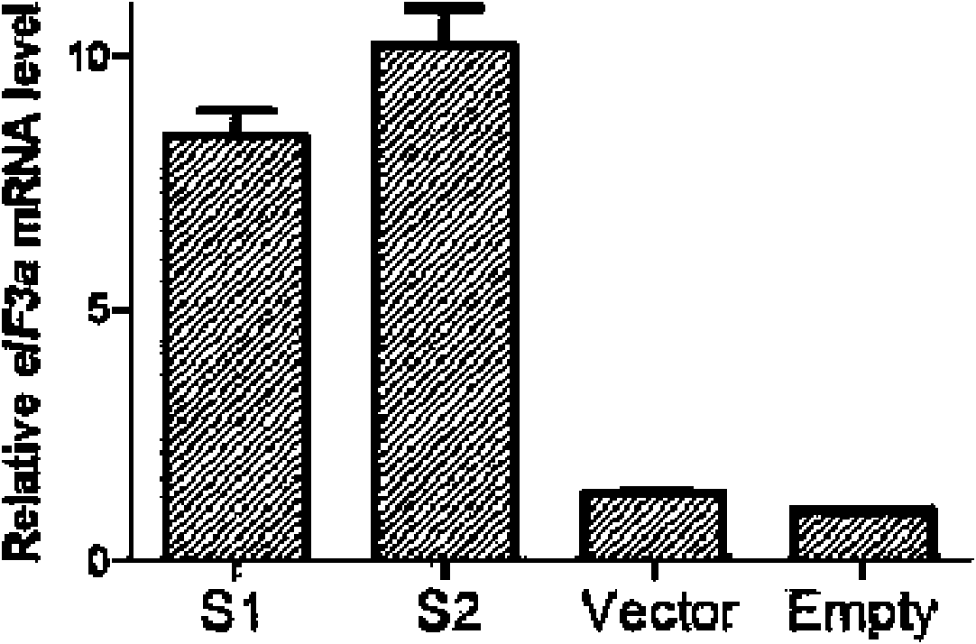 Cell line used for susceptibility detection of lung cancer chemotherapy drugs and establishment thereof