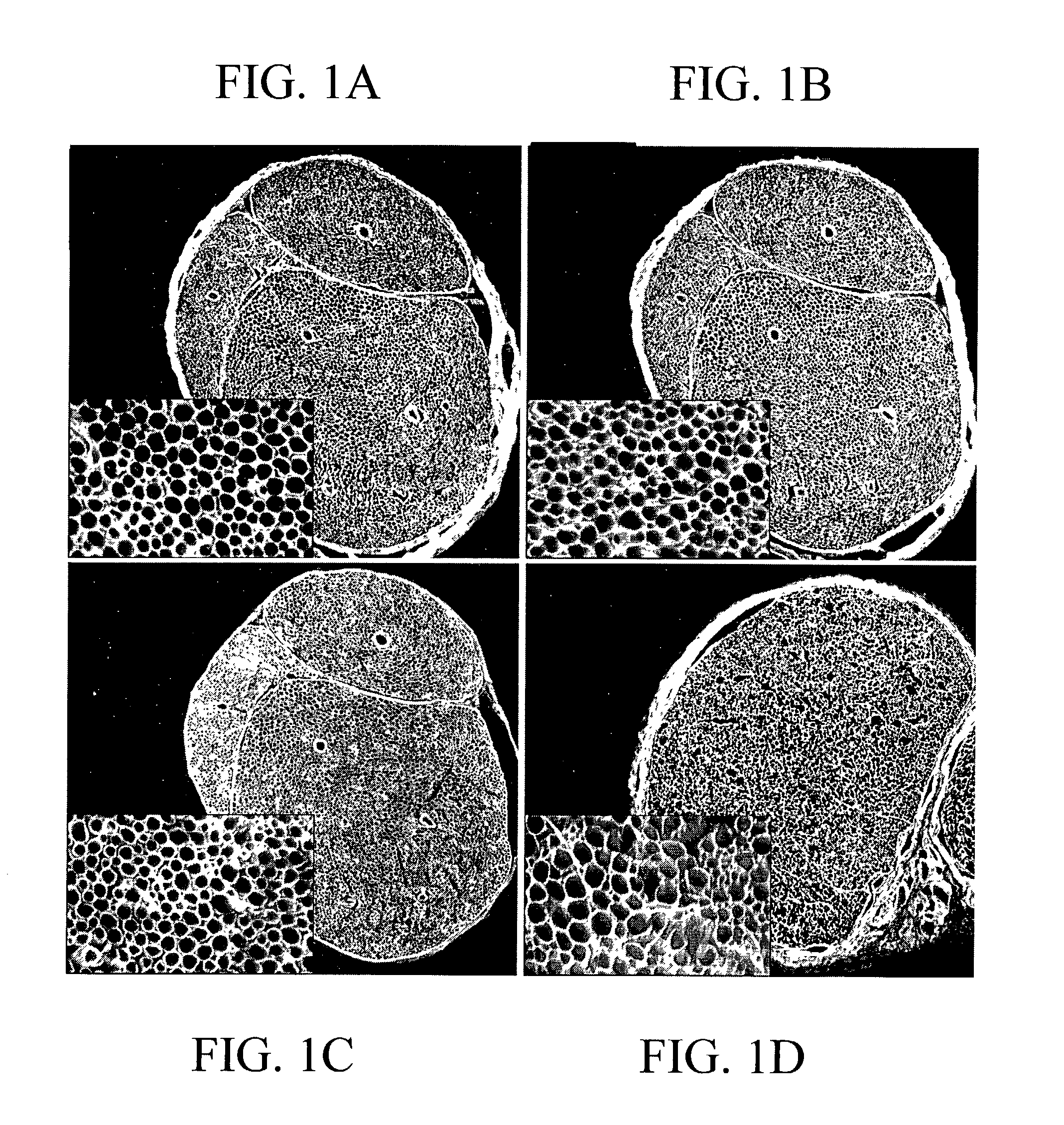 Materials and methods for nerve grafting, selection of nerve grafts, and in vitro nerve tissue culture