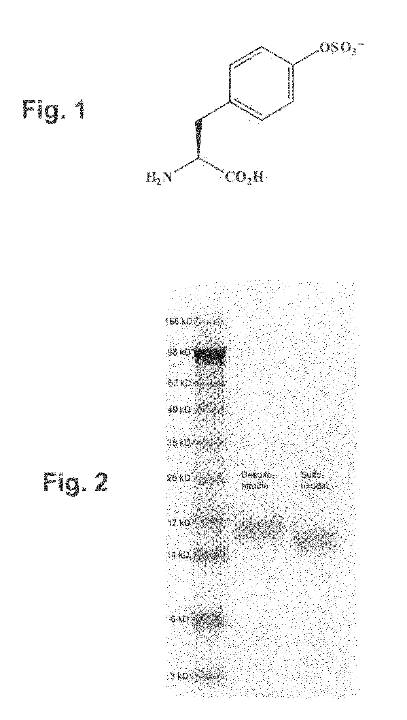 Genetically programmed expression of selectively sulfated proteins in eubacteria