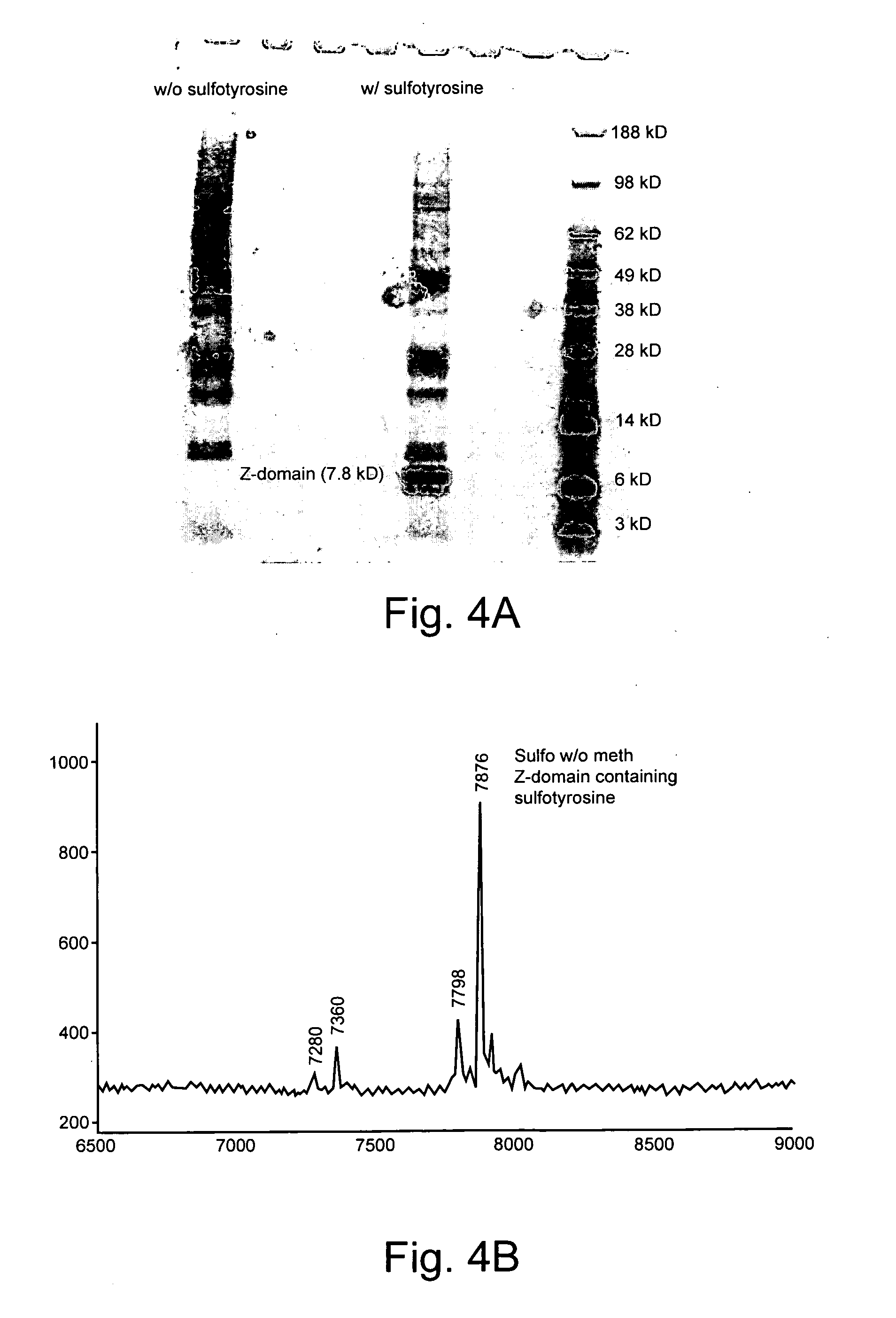 Genetically programmed expression of selectively sulfated proteins in eubacteria