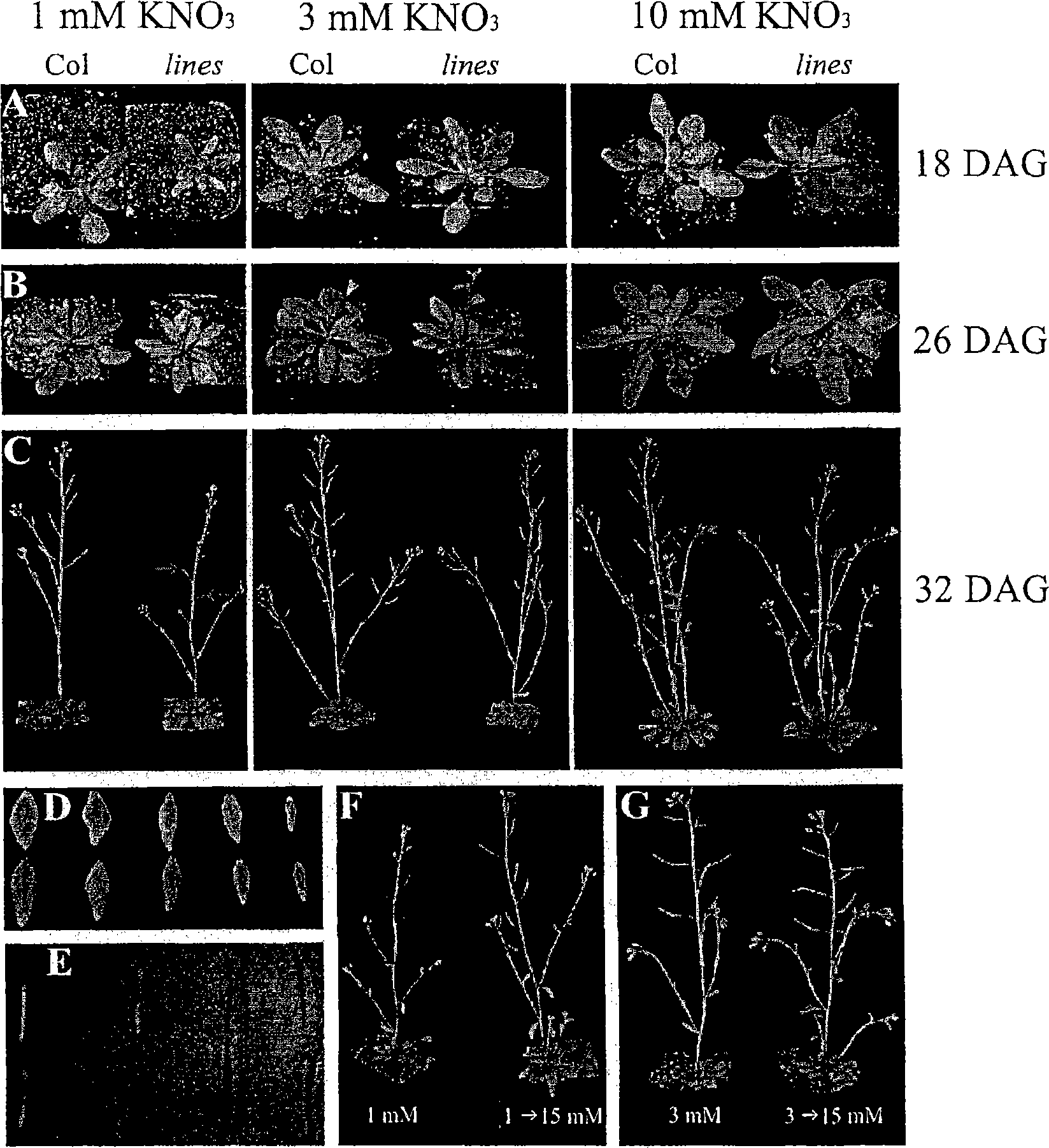 Nitrogen limitation adaptibility gene and protein and modulation thereof