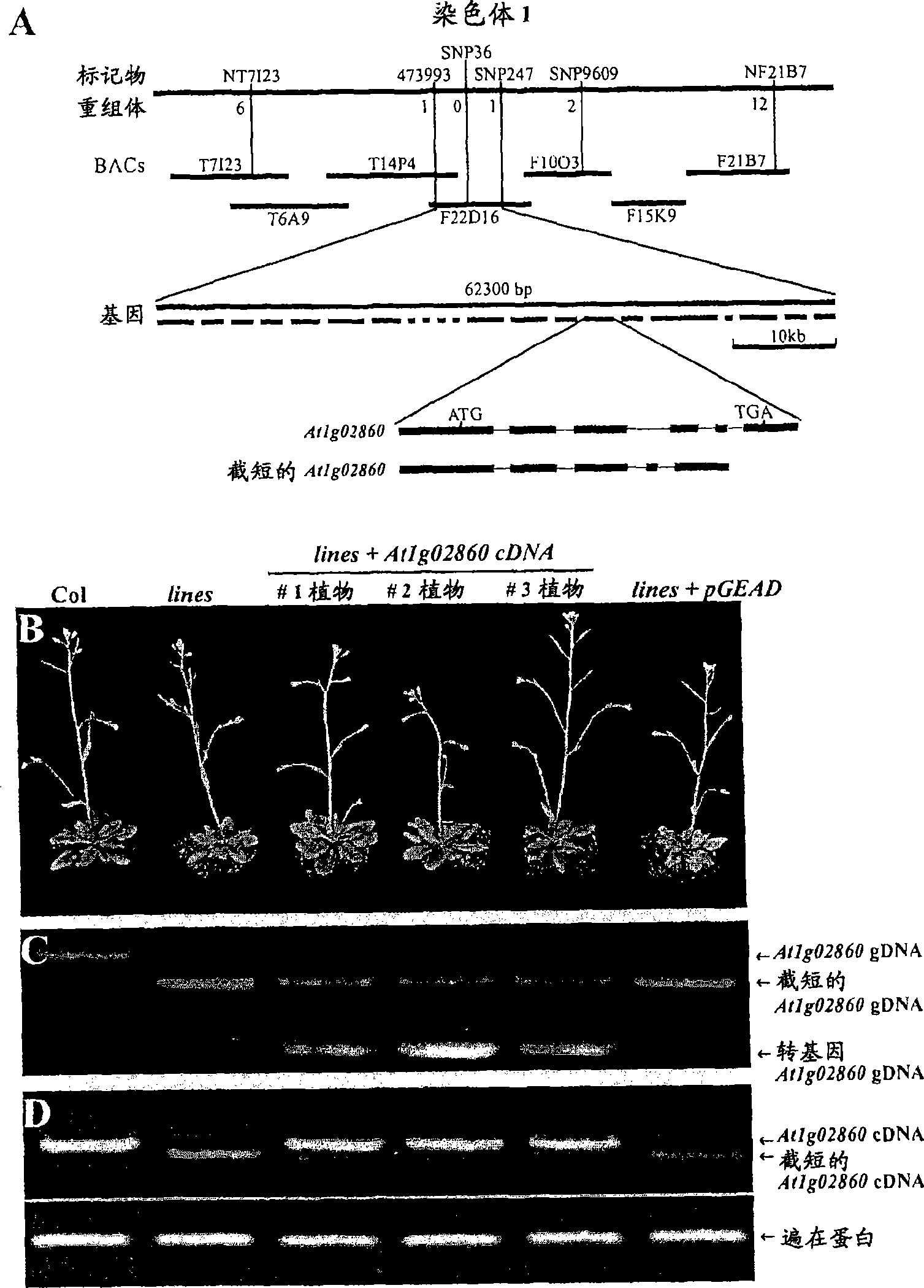 Nitrogen limitation adaptibility gene and protein and modulation thereof