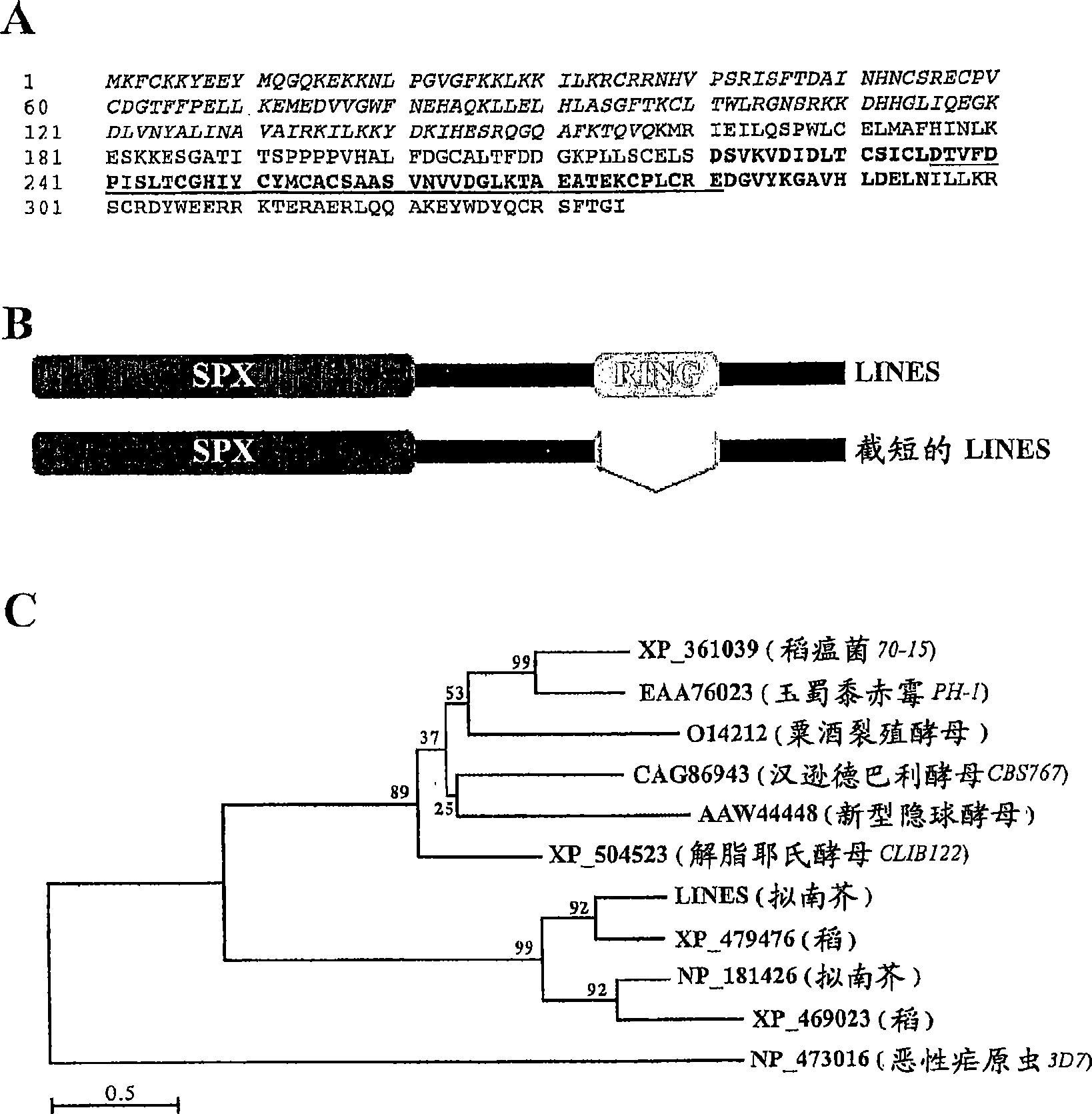 Nitrogen limitation adaptibility gene and protein and modulation thereof