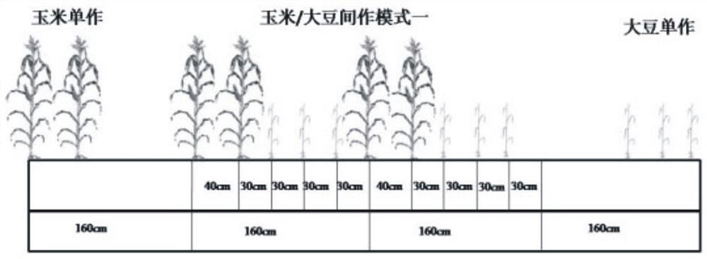 Screening methods of maize genotypes for improving nitrogen efficiency in maize/soybean intercropping systems