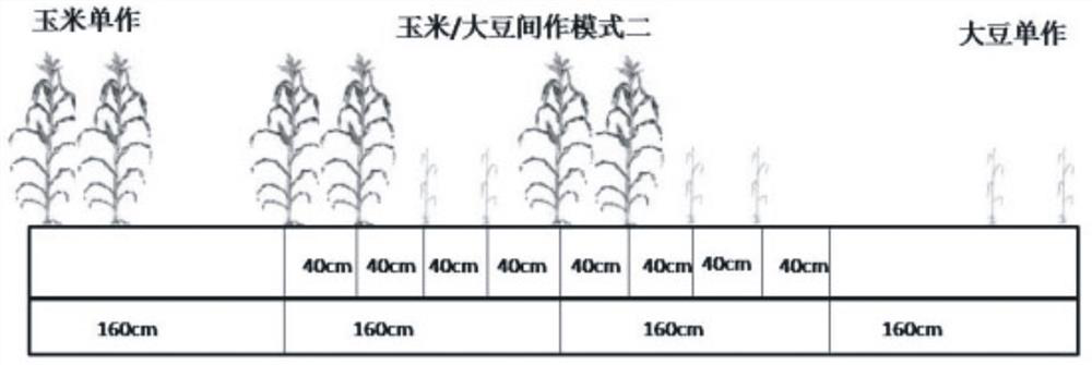 Screening methods of maize genotypes for improving nitrogen efficiency in maize/soybean intercropping systems