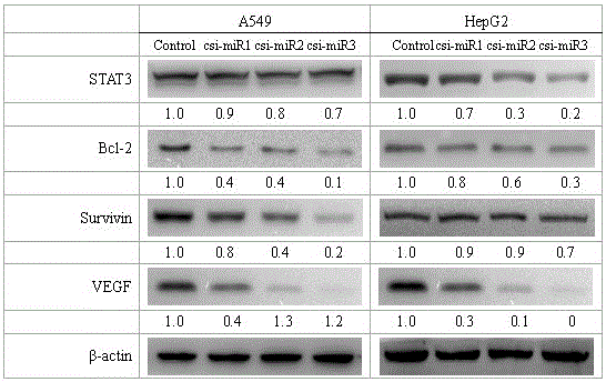 Three microRNAs derived from tea tree and their applications