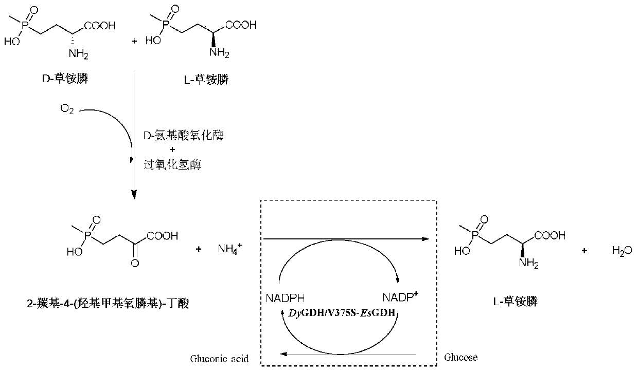 Glufosinate-ammonium dehydrogenase mutant, and application thereof in producing L-glufosinate-ammonium