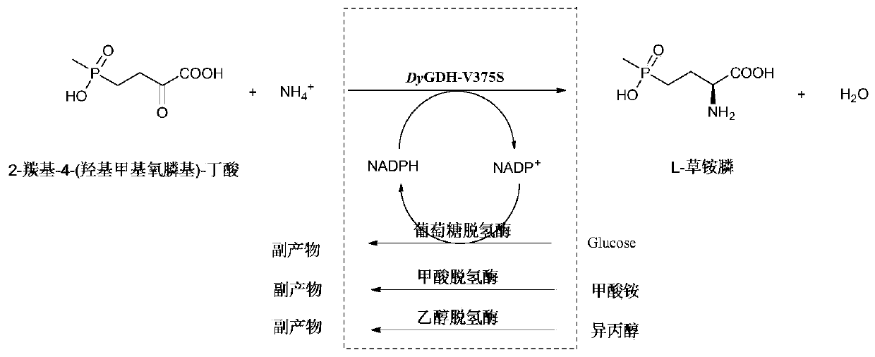 Glufosinate-ammonium dehydrogenase mutant, and application thereof in producing L-glufosinate-ammonium