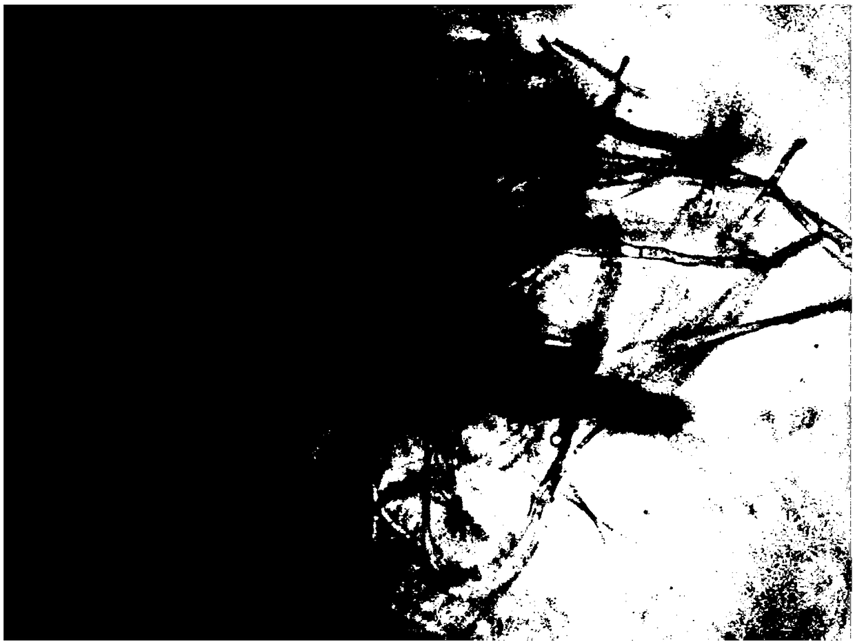 Preparation containing bacillus subtilis YL13 for antagonizing diseases and/or promoting growth of plants and application of the preparation