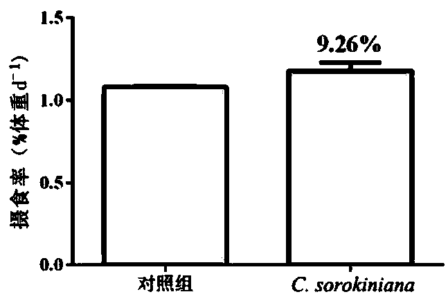 Application of chlorella sorokiniana in functional feed for improving health condition of fishes