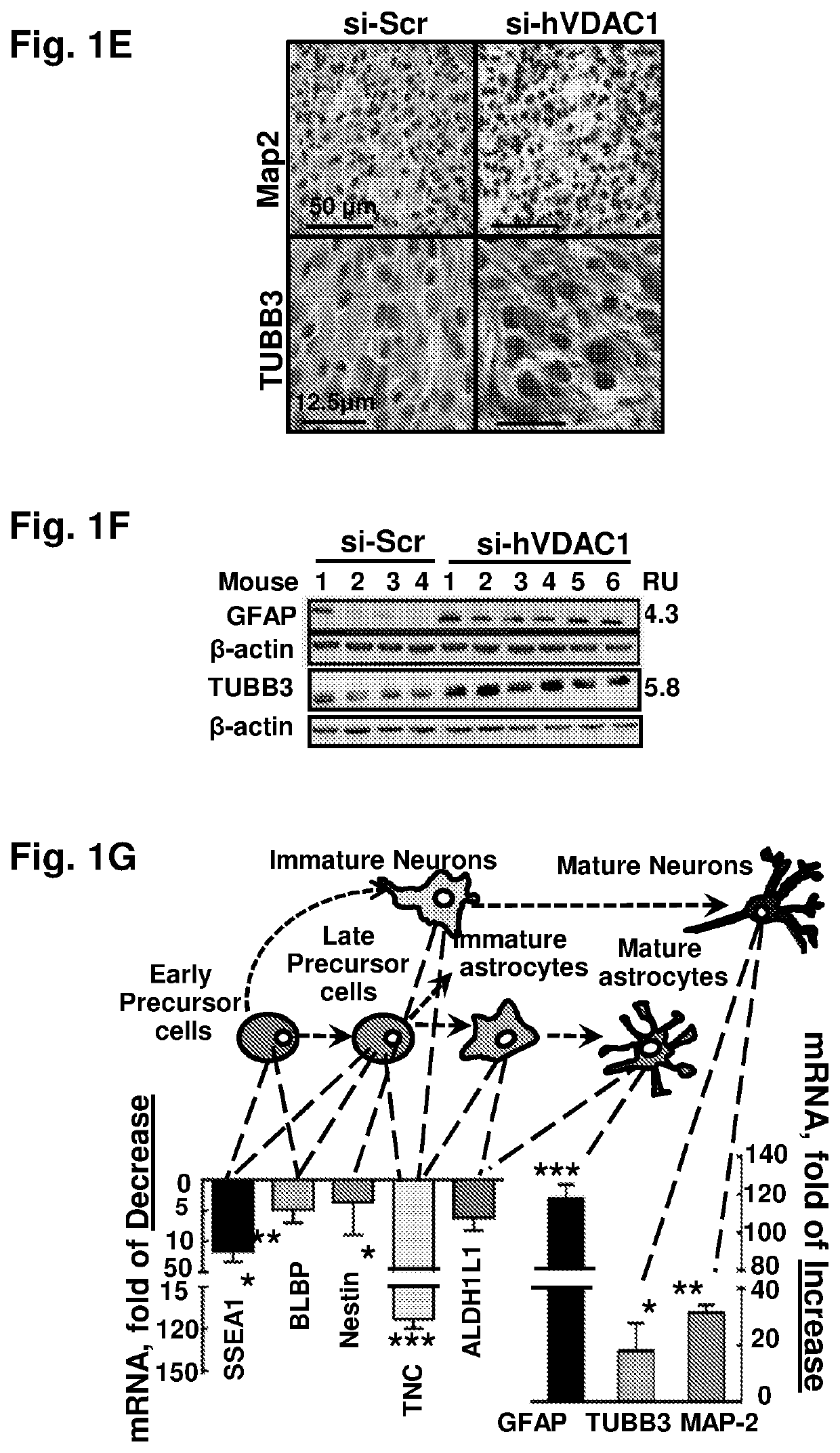 Means and methods for reducing tumorigenicity of cancer stem cells