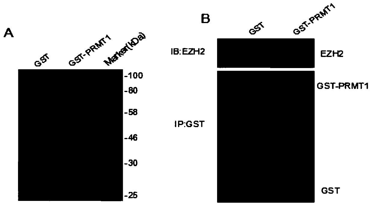 Antibody for detecting R342 site asymmetric dimethylation modification of EZH2