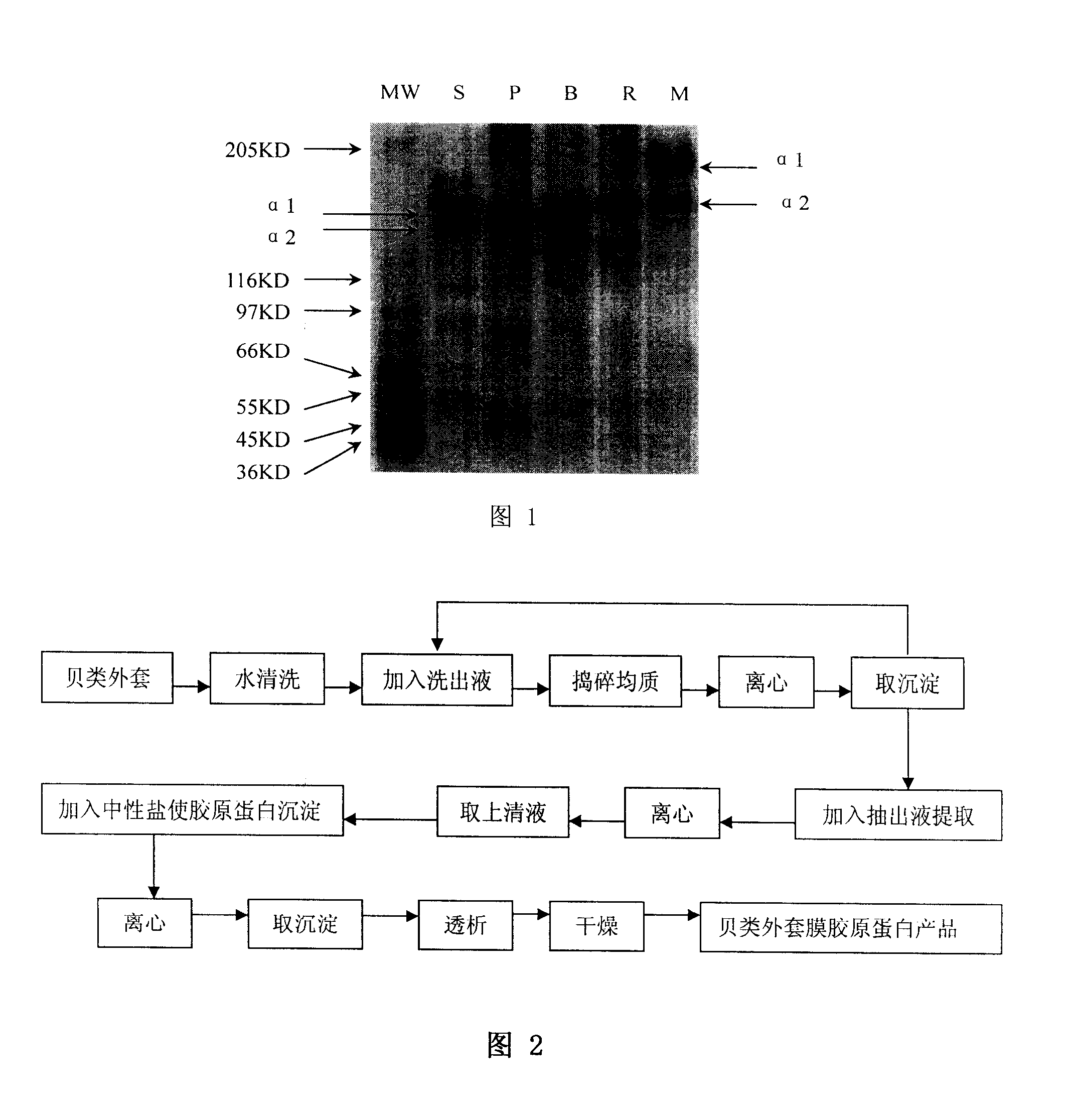 Shellfish jacket membrane collagen and method for making same