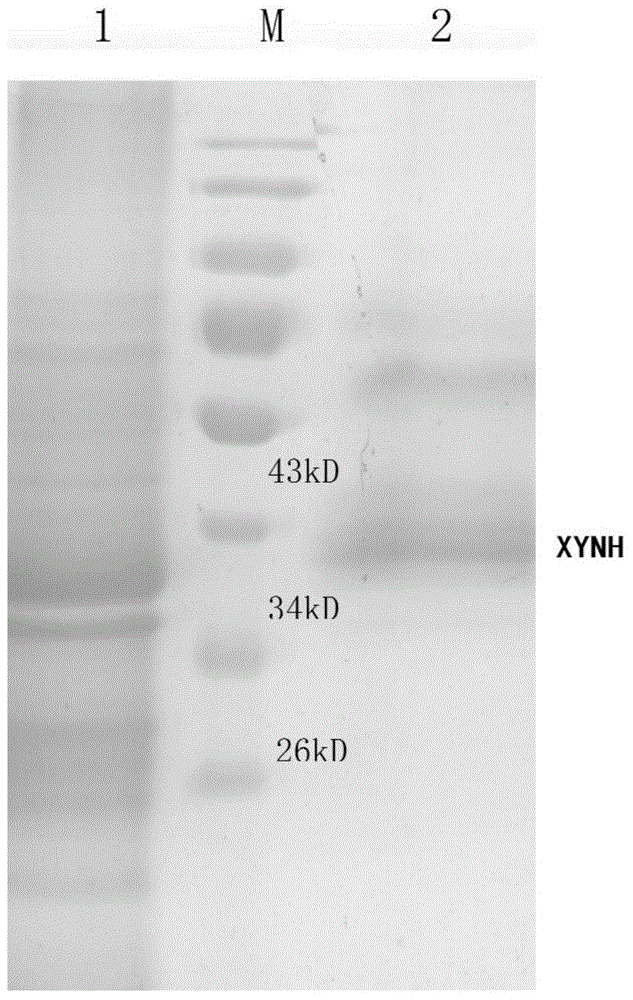 Optimized extremely-thermostable xylanase XYNH coding gene and application thereof
