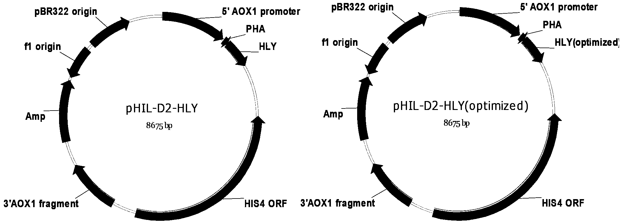 Recombinant expression method of human lysozyme
