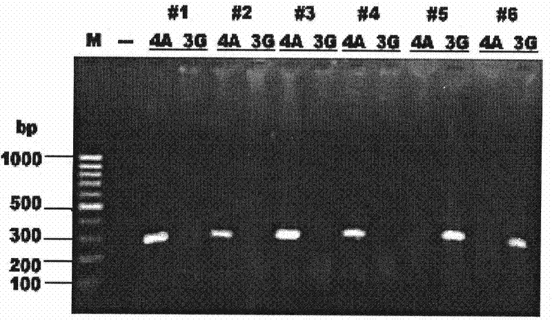 ARMS-PCR method for mtDNA allelic gene typing and point mutation detecting