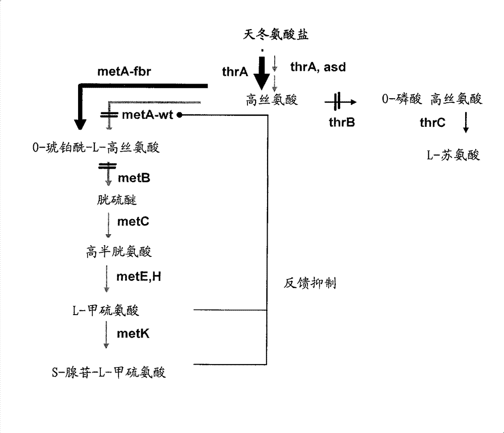 Microorganism producing l-methionine precursor and the method of producing l-methionine precursor using the microorganism