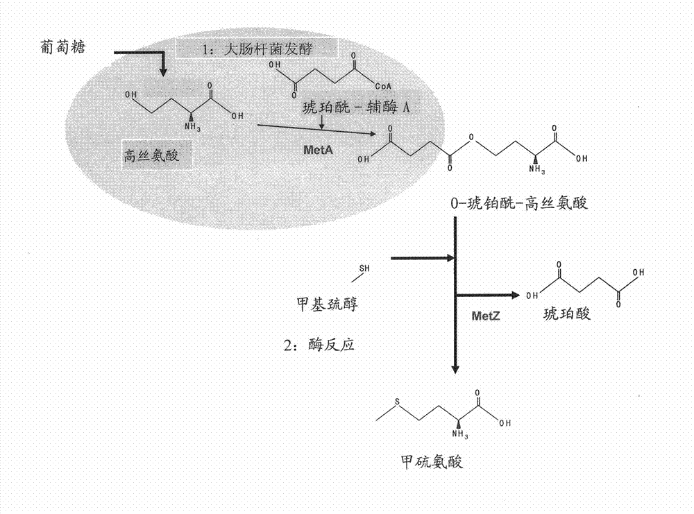 Microorganism producing l-methionine precursor and the method of producing l-methionine precursor using the microorganism