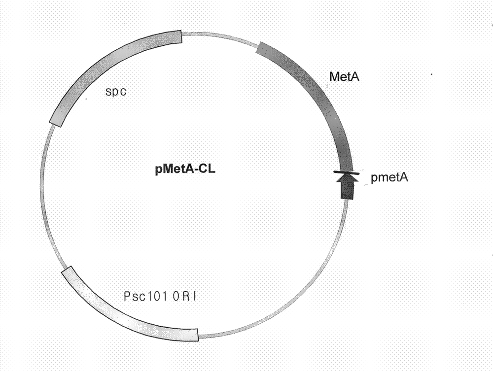 Microorganism producing l-methionine precursor and the method of producing l-methionine precursor using the microorganism