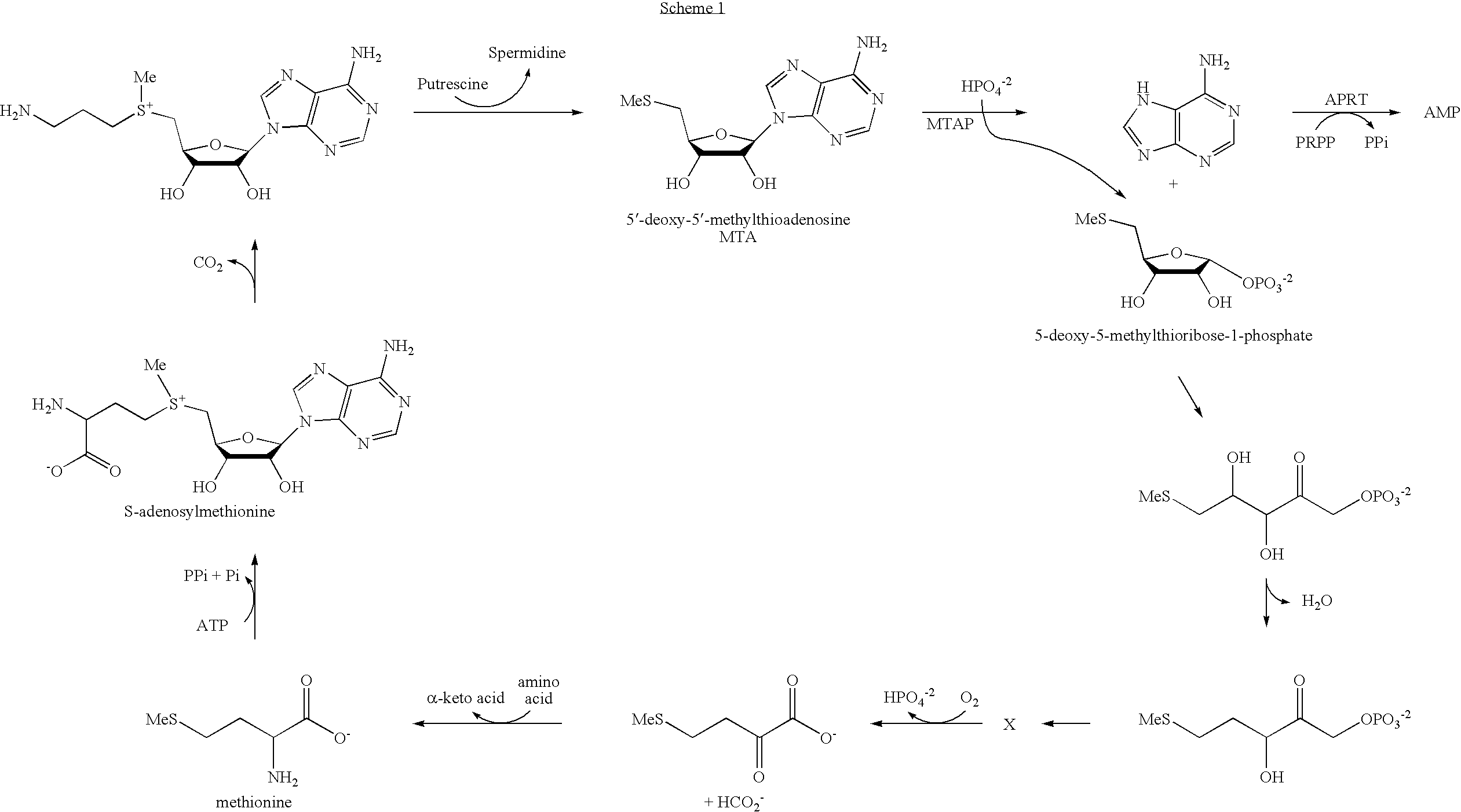 Inhibitors of nucleoside phosphorylases and nucleosidases