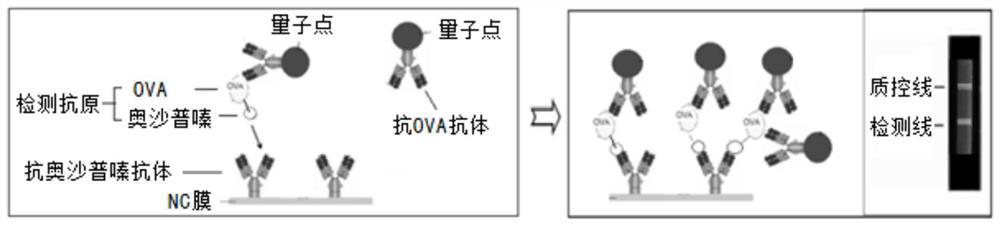 Quantum dot immunochromatography detection card and detection method for detection of oxaprozine by double antibody sandwich immunocompetitive method