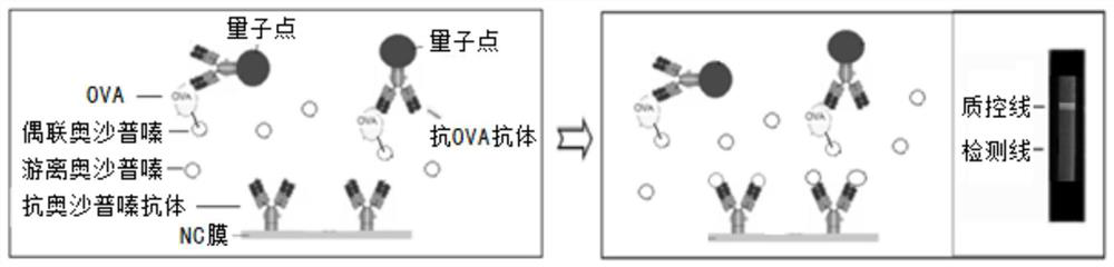 Quantum dot immunochromatography detection card and detection method for detection of oxaprozine by double antibody sandwich immunocompetitive method