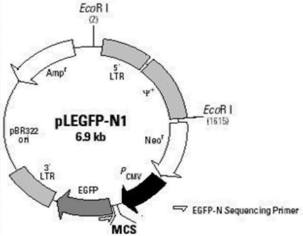 Method for cloning unique micro-molecule polypeptide ES61 encoding gene of embryonic stem cell