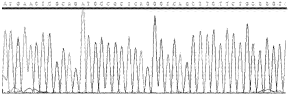 Method for cloning unique micro-molecule polypeptide ES61 encoding gene of embryonic stem cell