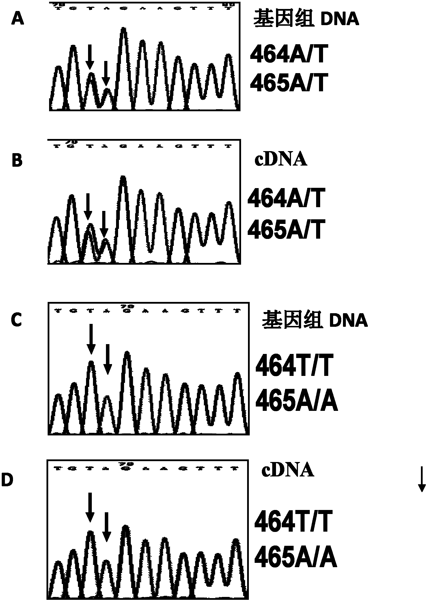 Schistosoma Japonicum polymorphism antigen gene and application thereof as vaccine