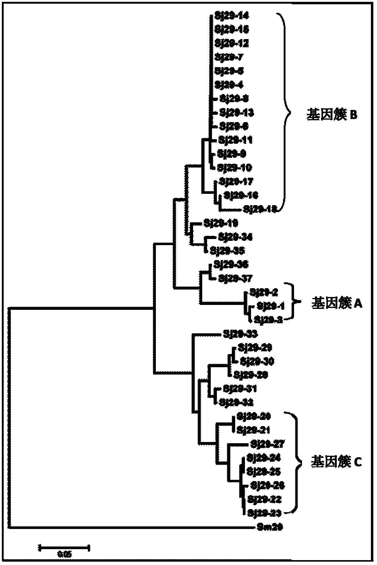 Schistosoma Japonicum polymorphism antigen gene and application thereof as vaccine