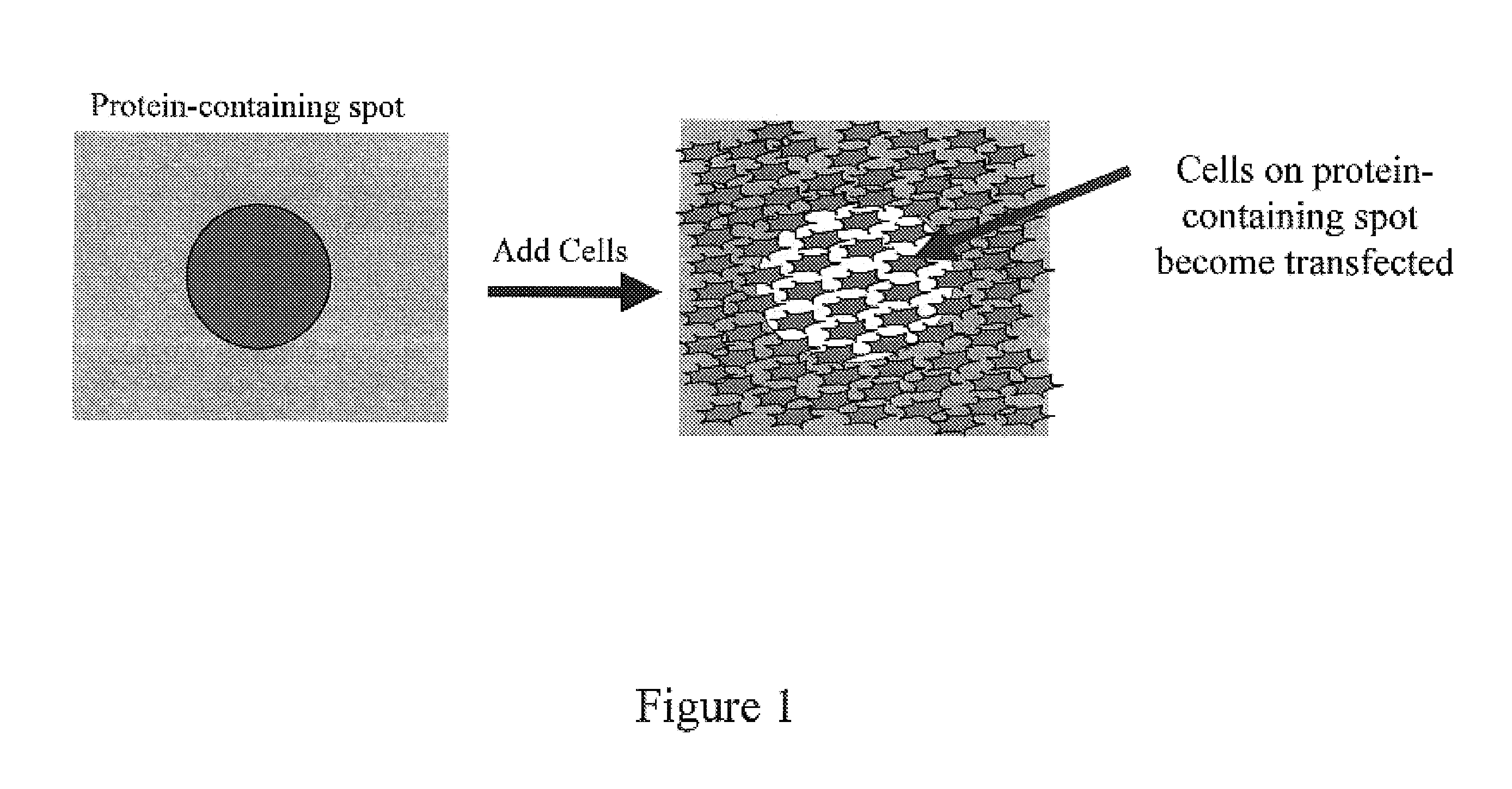Method and device for protein delivery into cells