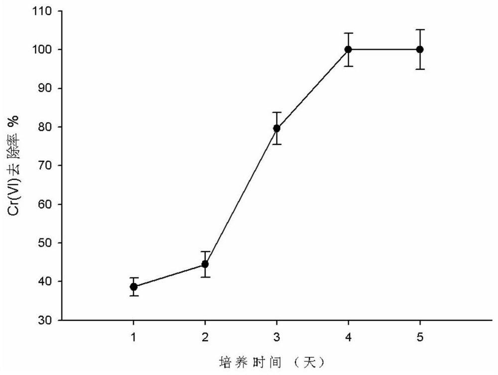 Method for removing heavy metal chromium by using dissimilatory iron-reducing bacteria to prepare bio-magnetite