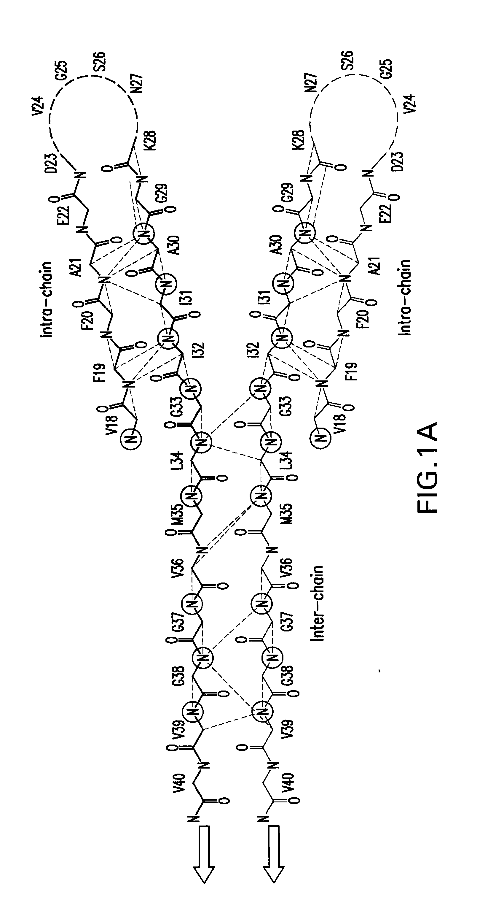 Amyloid ß peptide analogues, oligomers thereof, processes for preparing and composi-tions comprising said analogues or oligomers, and their uses