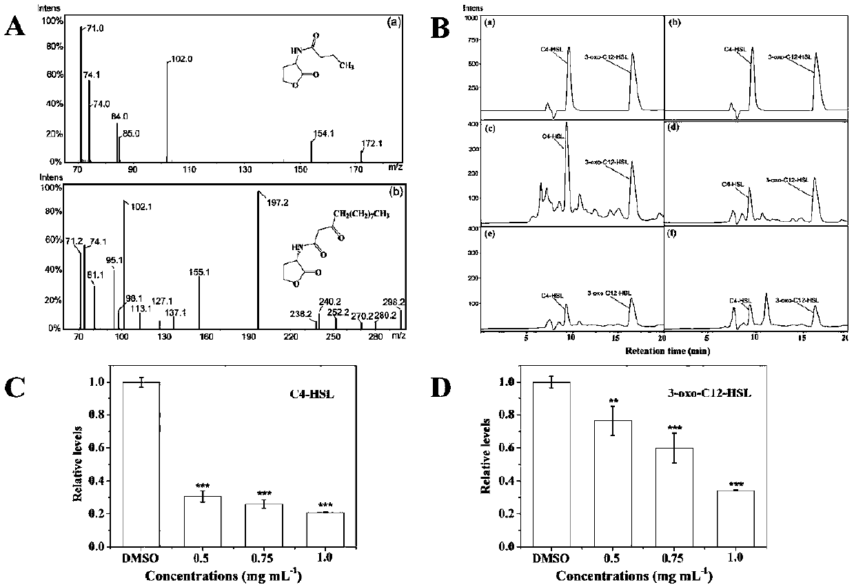 Anti-infection pharmacy application of hordenine or hordenine combined with antibiotics
