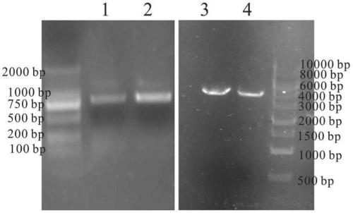 Collagen-specific single-chain antibody, its coding gene and application