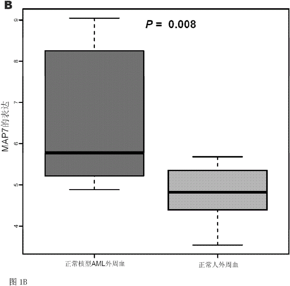 Method for detecting expression level of MAP7 in CN-AML tissue sample and application thereof