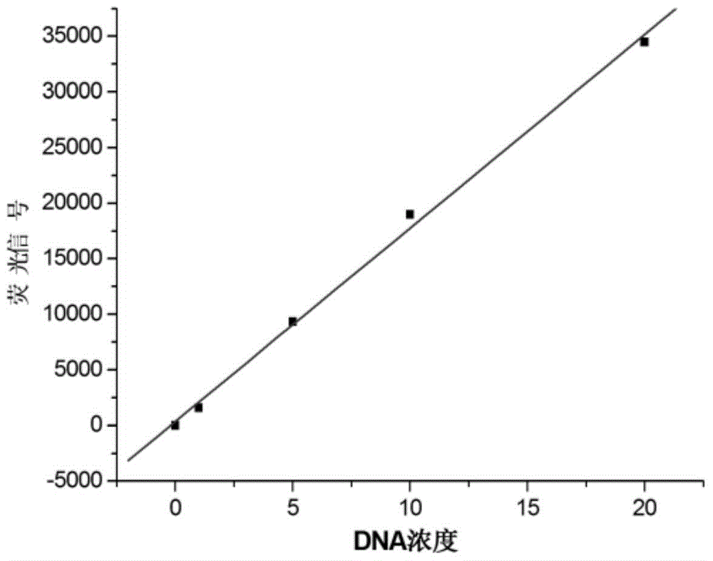 Double-labelling fluorescence activation type probe and method for detecting DNA by adopting same