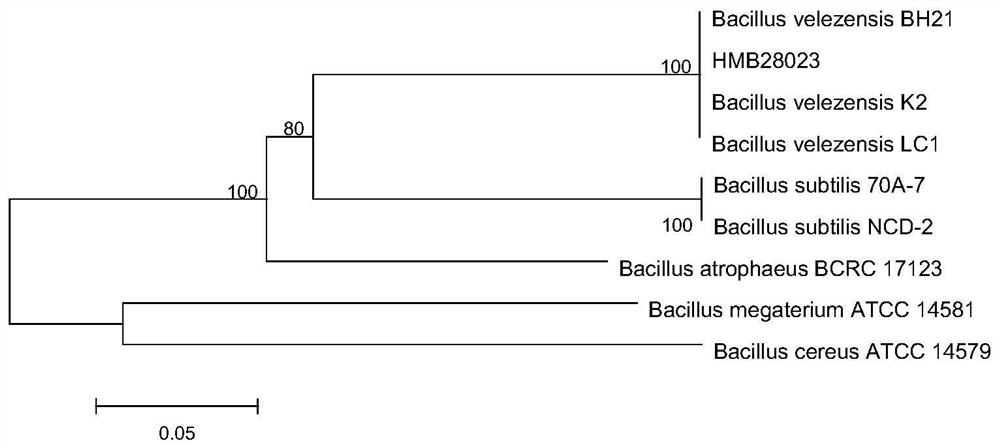 A kind of Bacillus Velez hmb28023 and its application