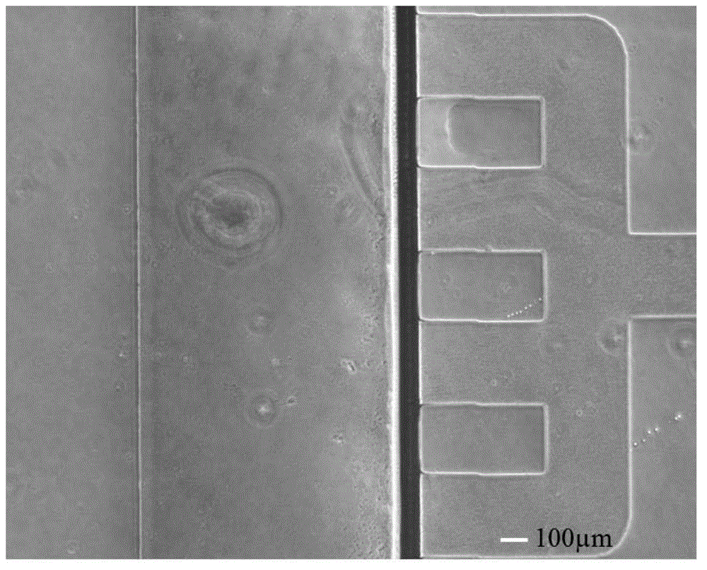 Tumor cell migration dynamics monitoring method based on microfluidic chip