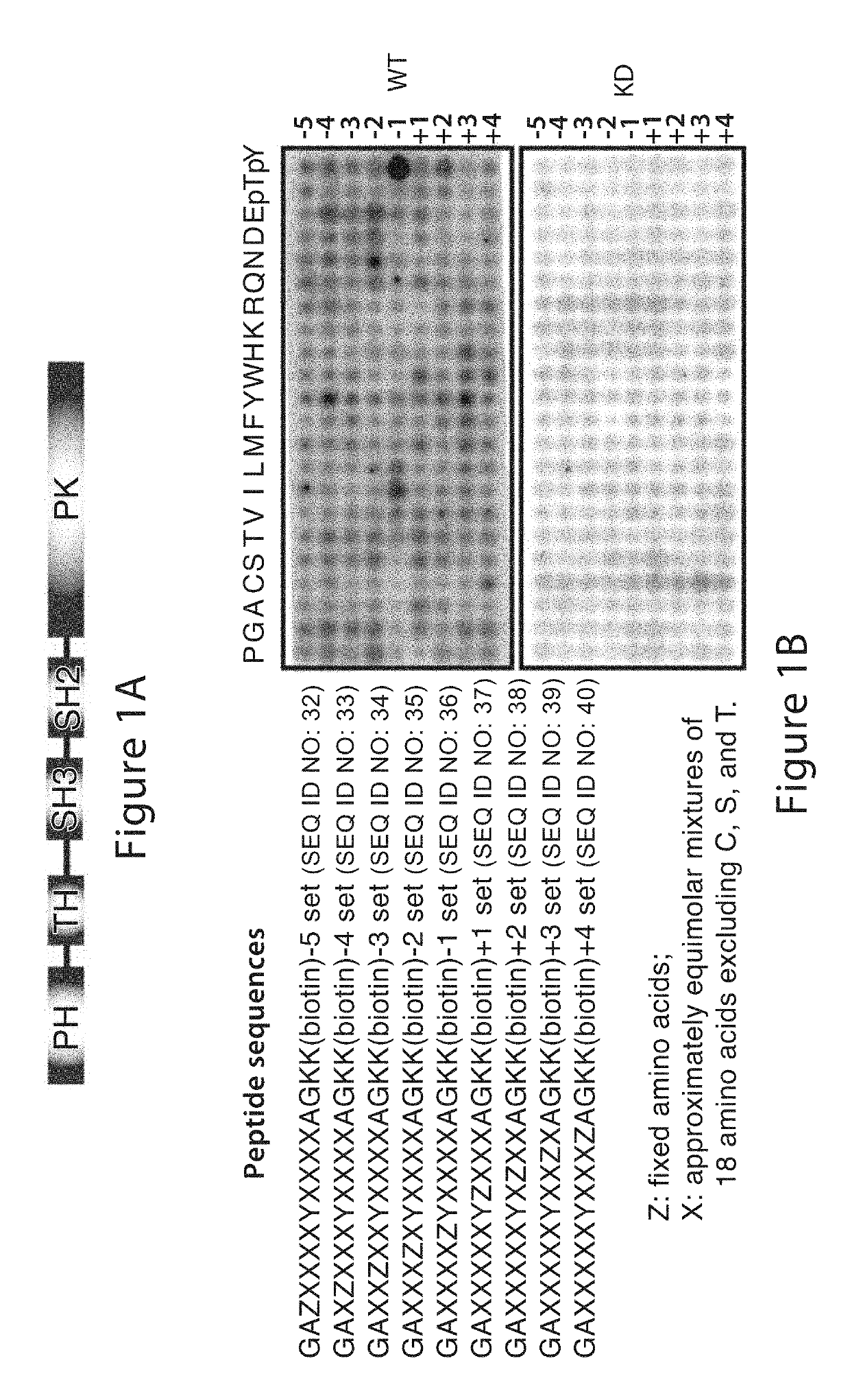 Bone marrow on x chromosome kinase (BMX) inhibitors and uses thereof